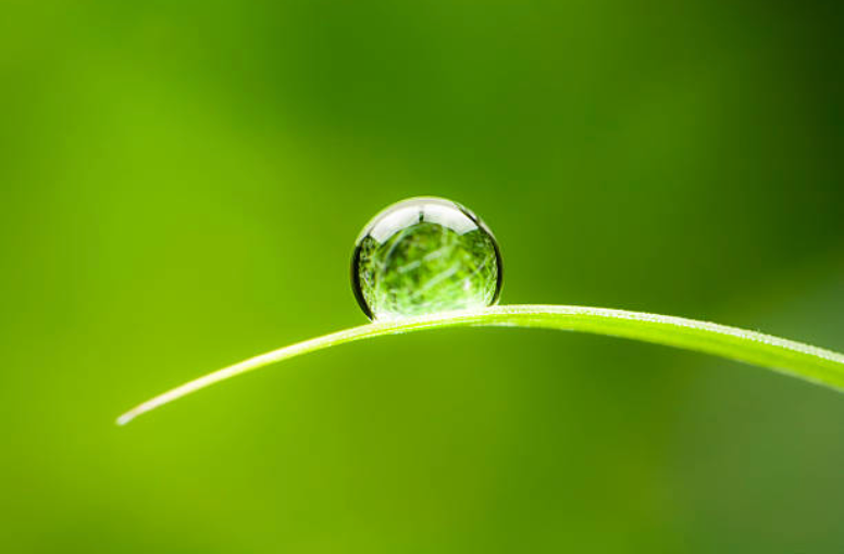 Water droplet on a blade of green grass, reflecting the surrounding greenery.