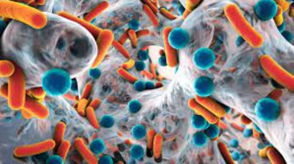 Biofilm of antibiotic resistant bacteria