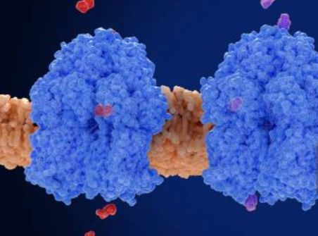 Two large blue protein molecules embedded in a tan membrane, with small red and purple molecules nearby.