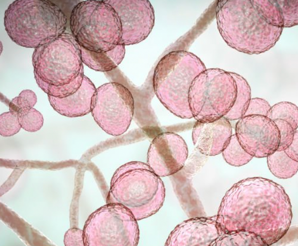 Close-up view of spherical, pink-tinted yeast cells and connecting hyphae, a fungal structure, against a pale background.