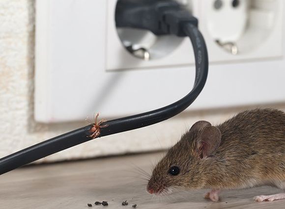 Rodent Chewed On Wire — Jonesboro, AR — NEA Termite & Pest Control