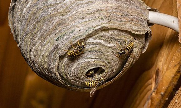 Wasps — Jonesboro, AR — NEA Termite & Pest Control