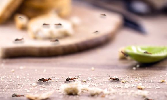 Ants — Jonesboro, AR — NEA Termite & Pest Control
