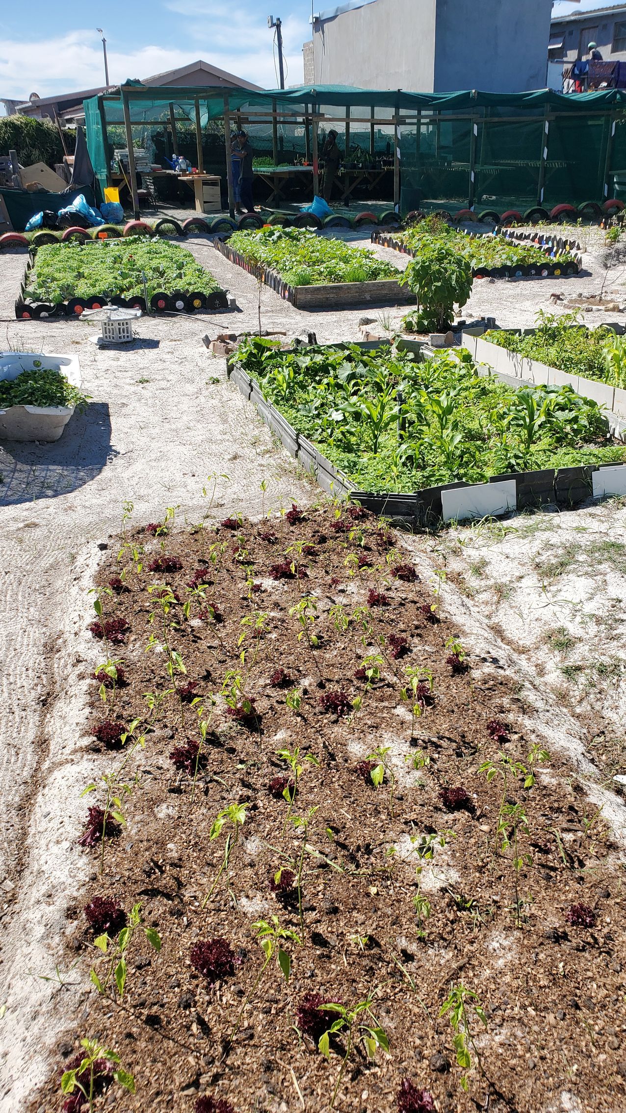 A garden filled with lots of plants growing in the dirt.