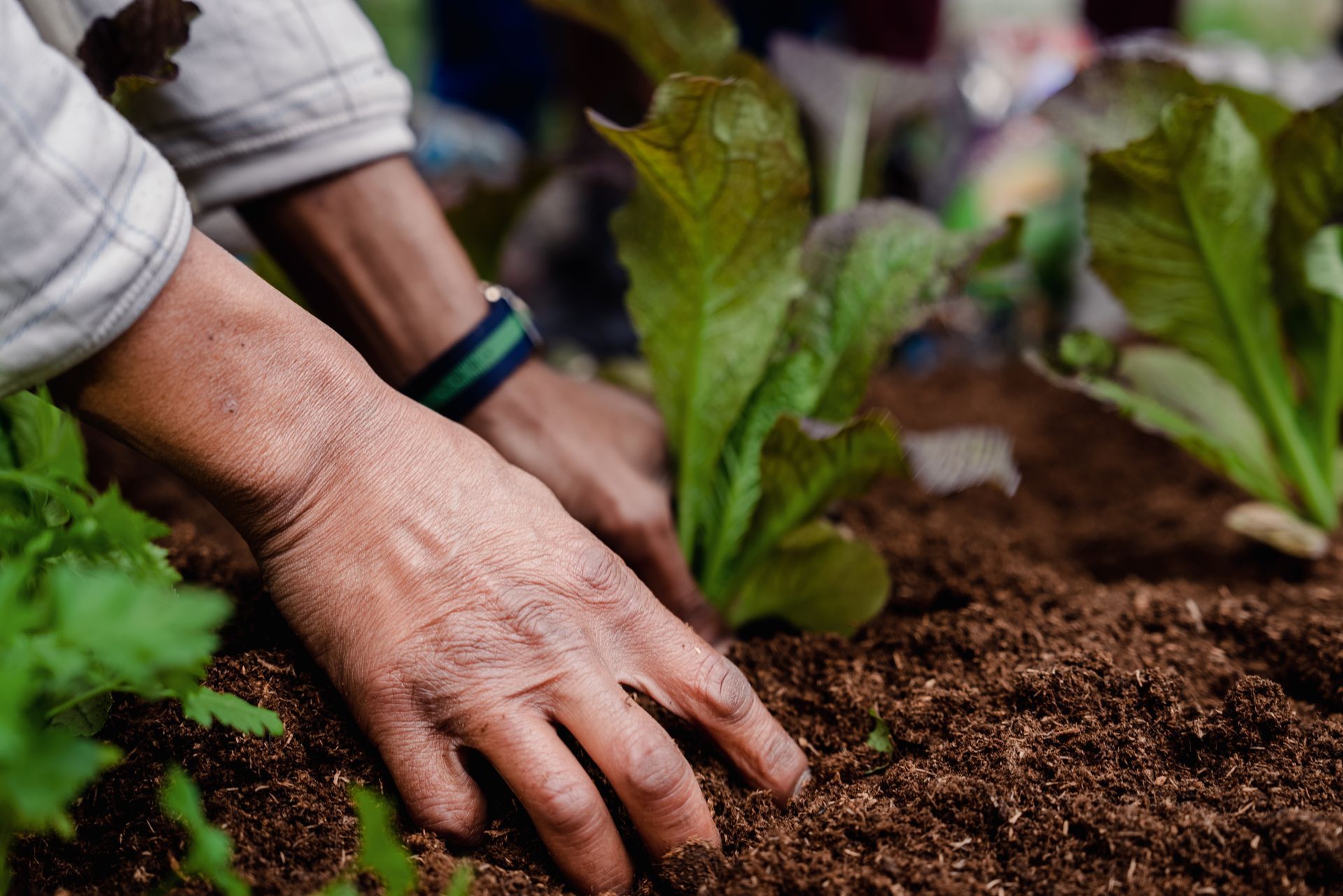 A person is planting a plant in the soil.