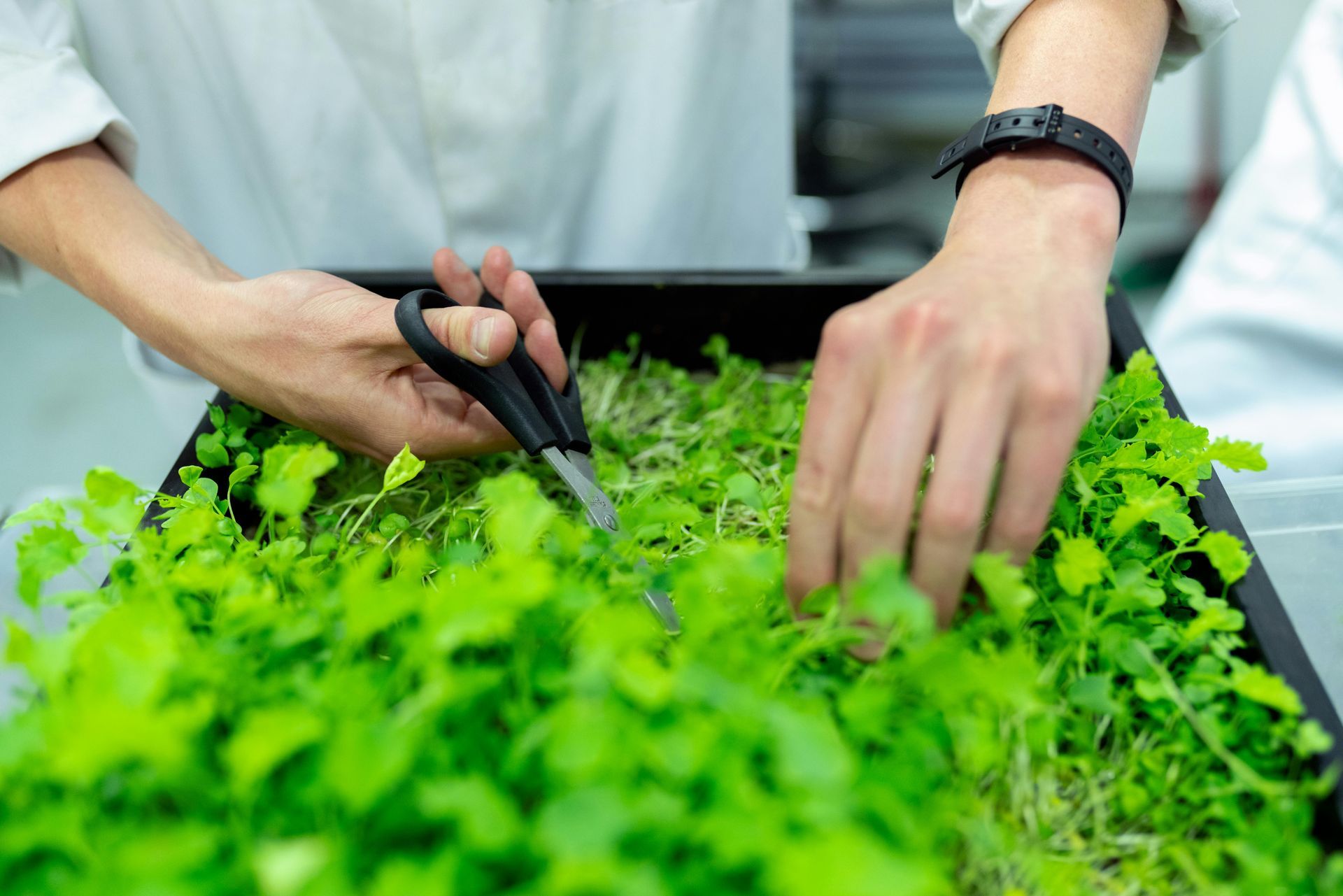 A person is cutting green plants with scissors in a tray.