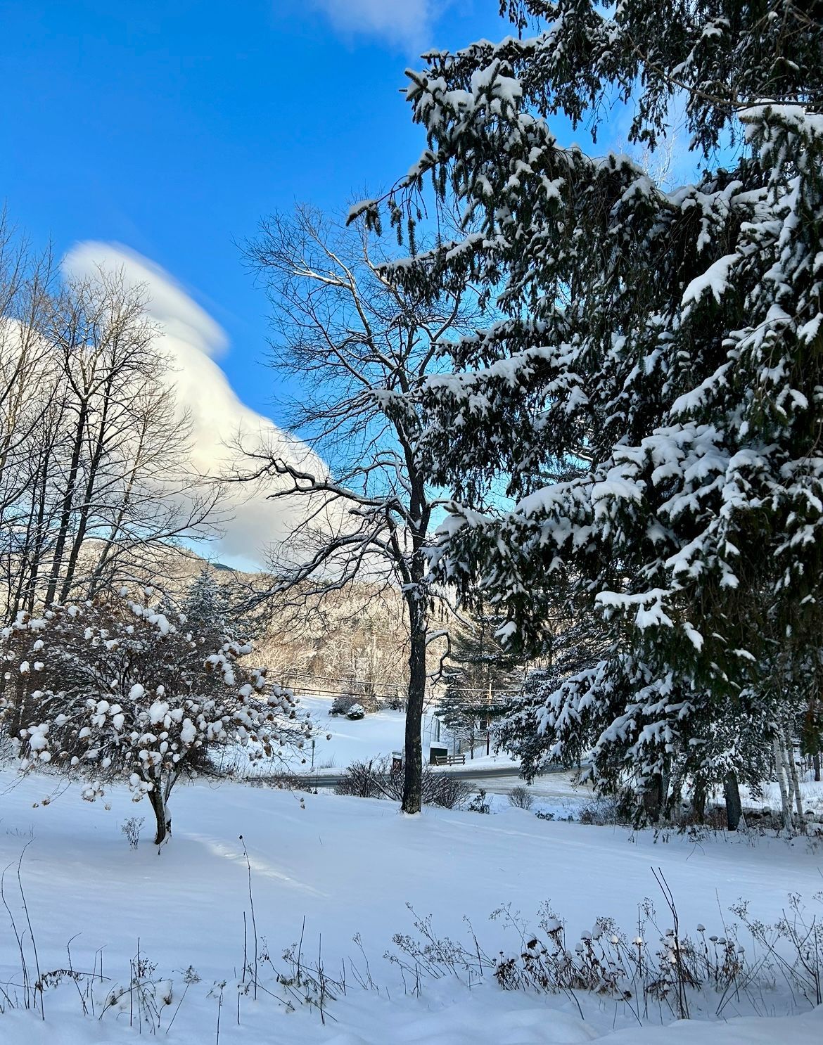 A snowy forest with trees covered in snow and a mountain in the background
