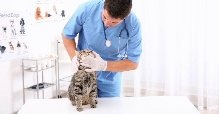ambulatorio veterinario di Pisa