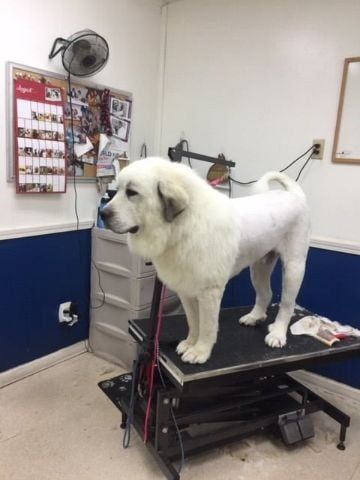 Dog Grooming in London, KY