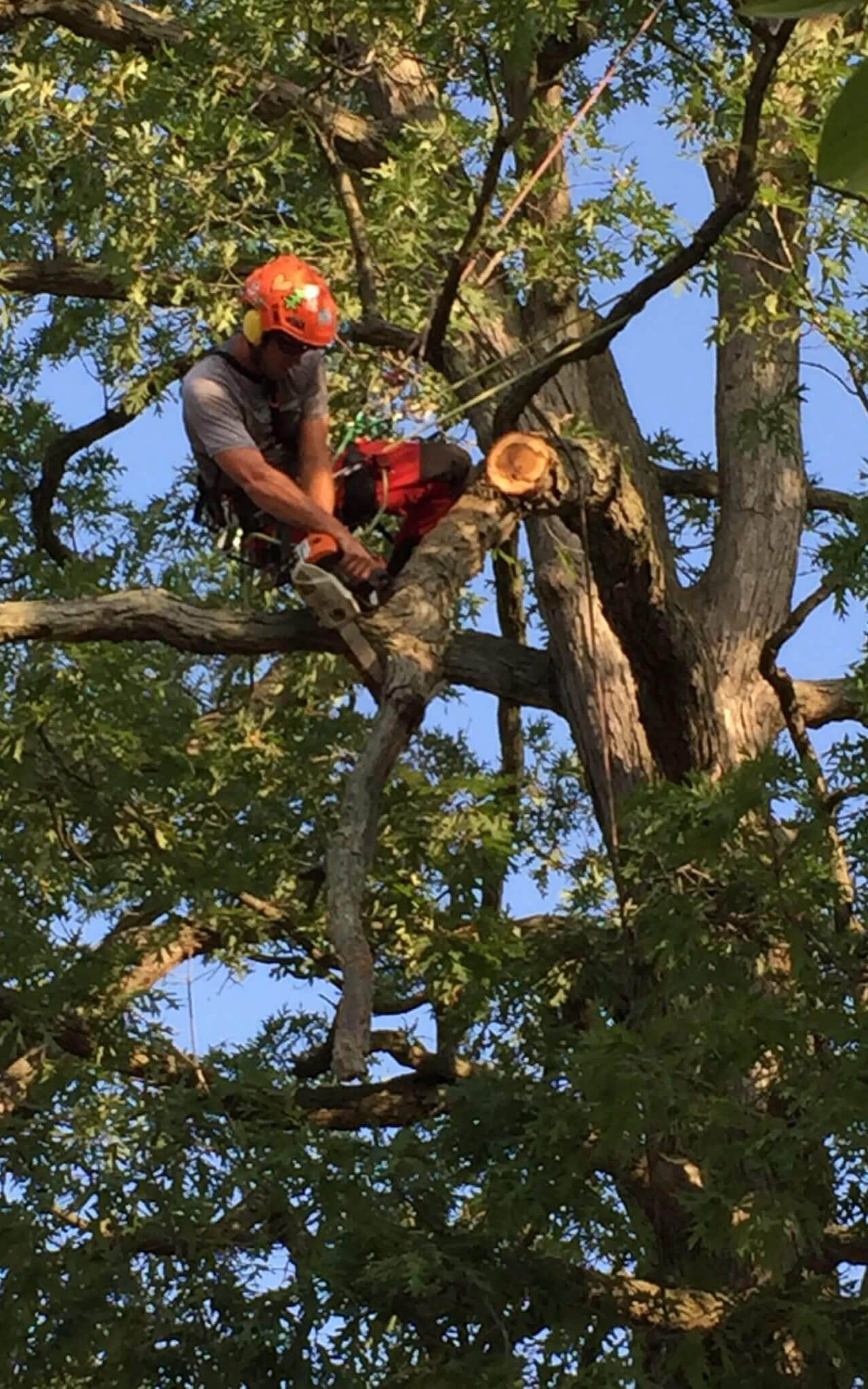 Image of a tree specialist removing a tree limb.
