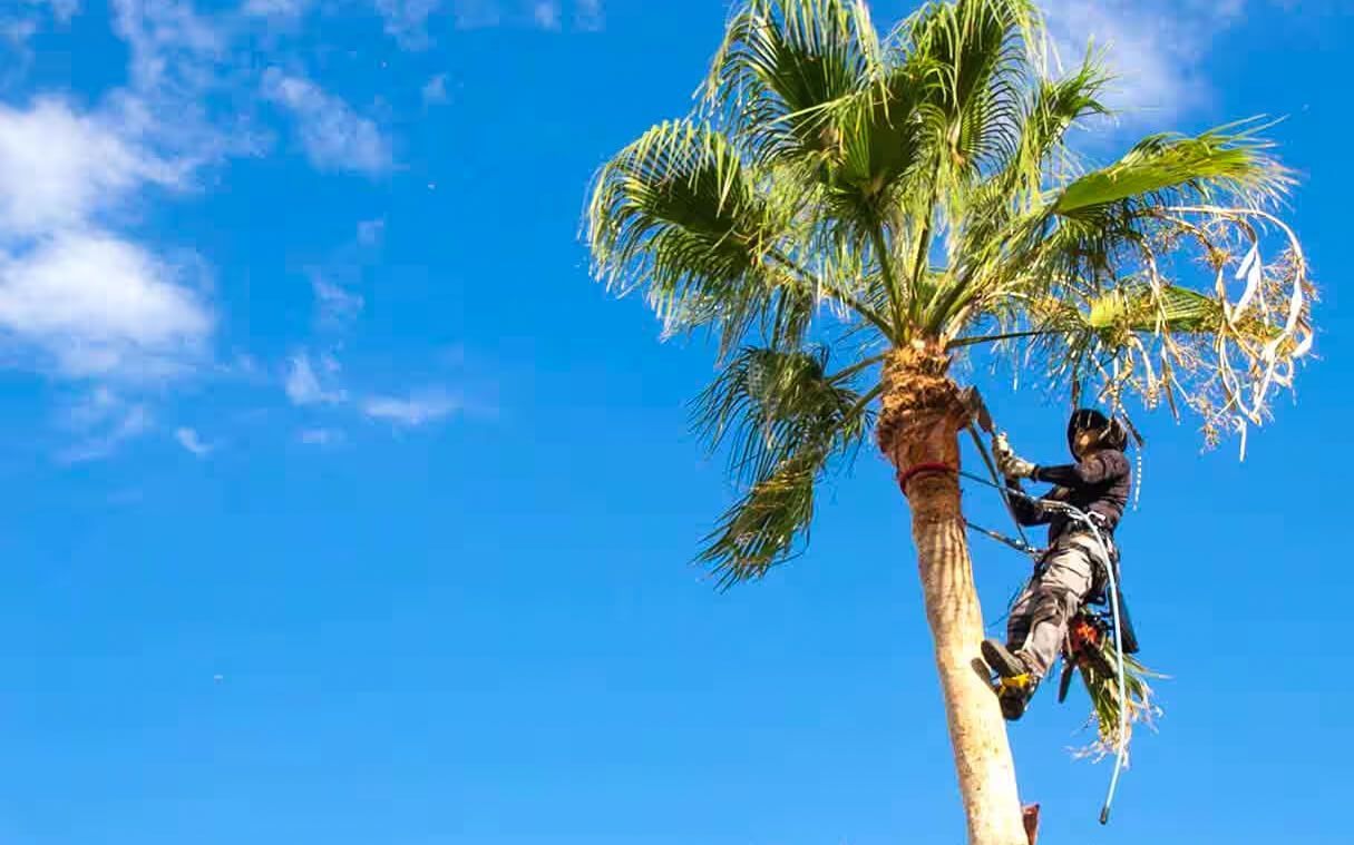 An image of Tree Trimming in Encinitas, CA