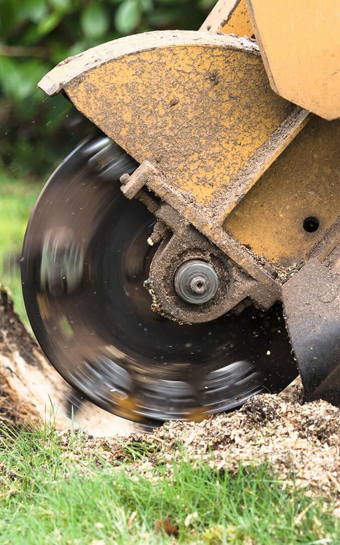 An image of Stump Removal Services in Encinitas, CA