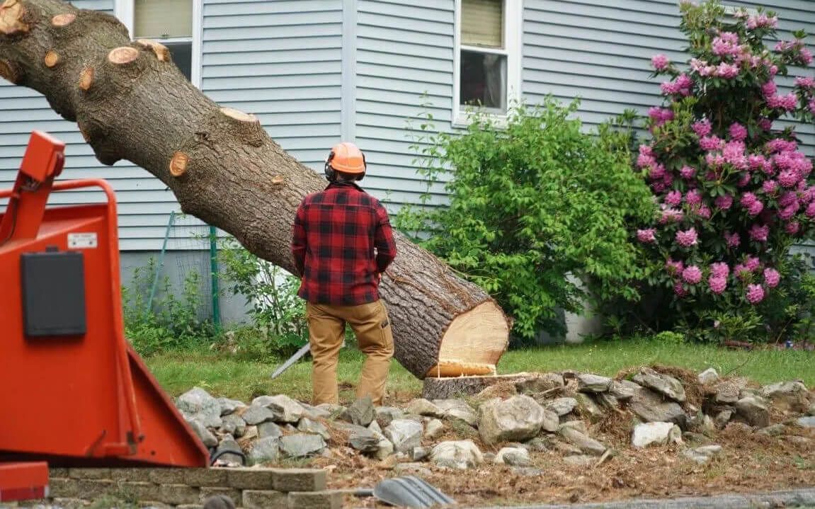 An image of a Tree Removal in Encinitas, CA