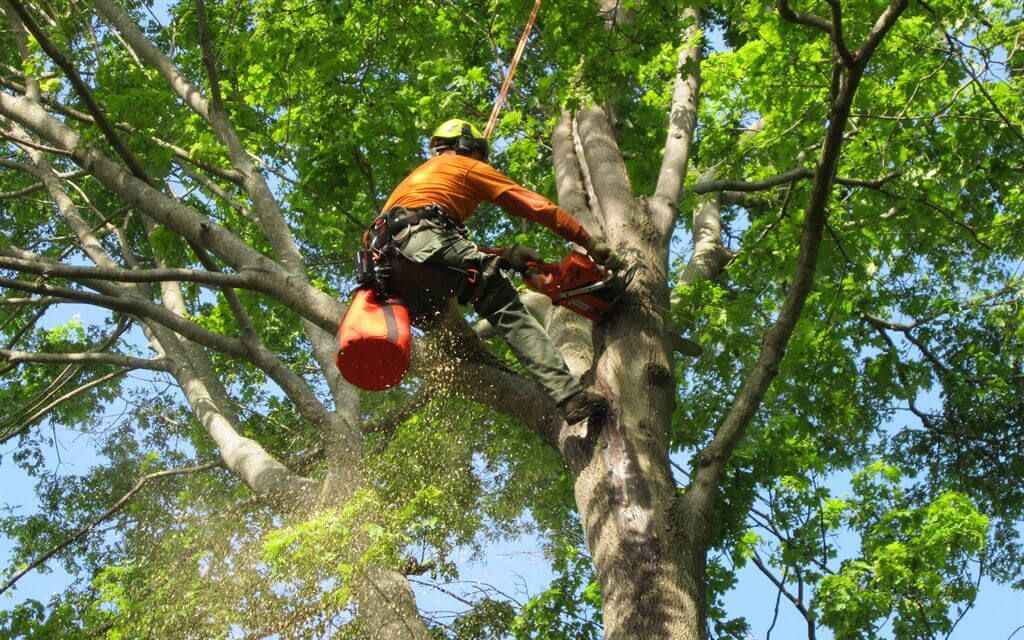 An image of Tree Trimming in Encinitas, CA