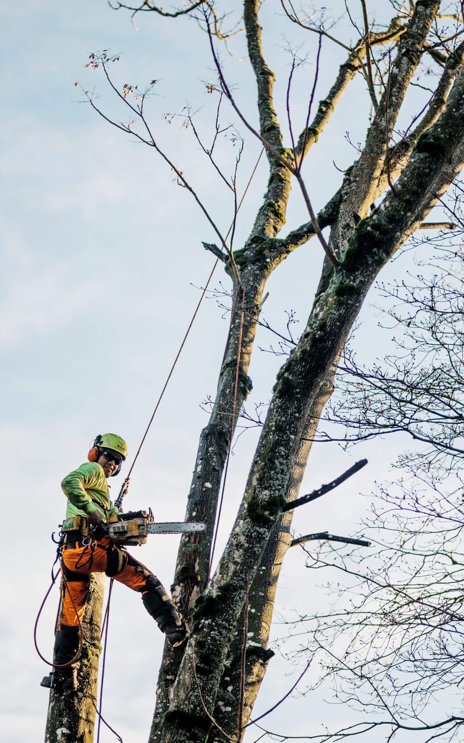 Image of an arborist in the midst of removing a tree.