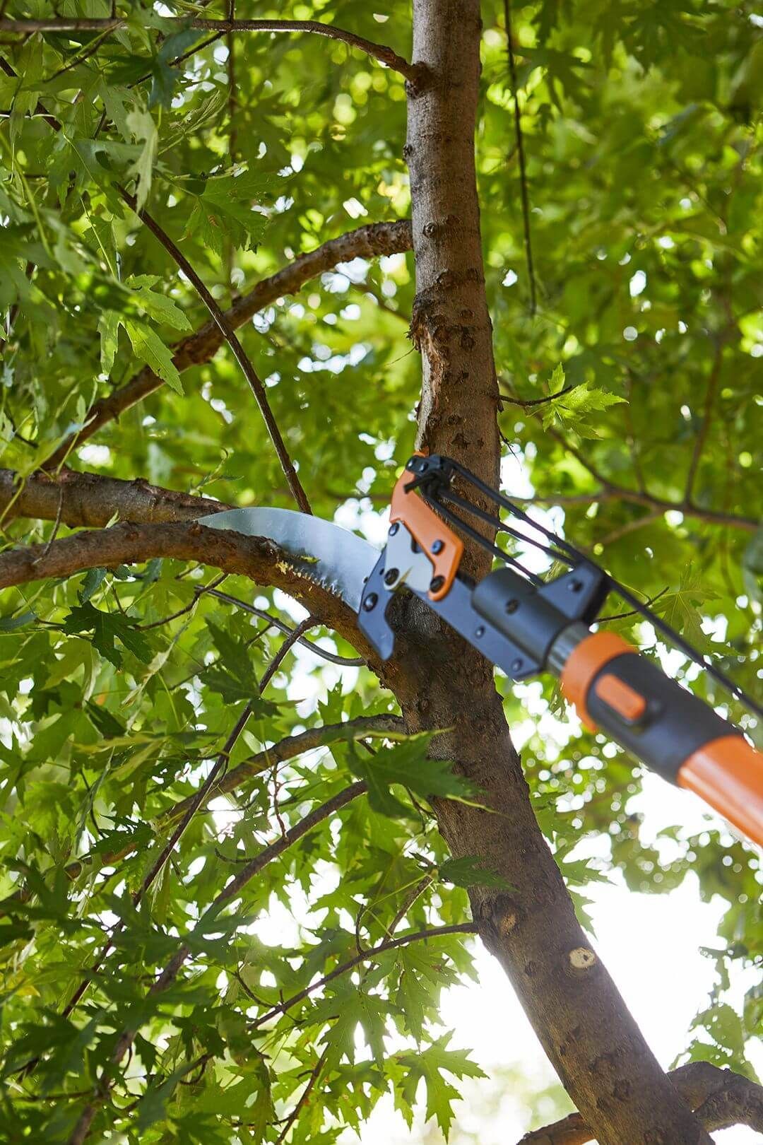 An image of a tree being trimmed and pruned in the Encinitas area.
