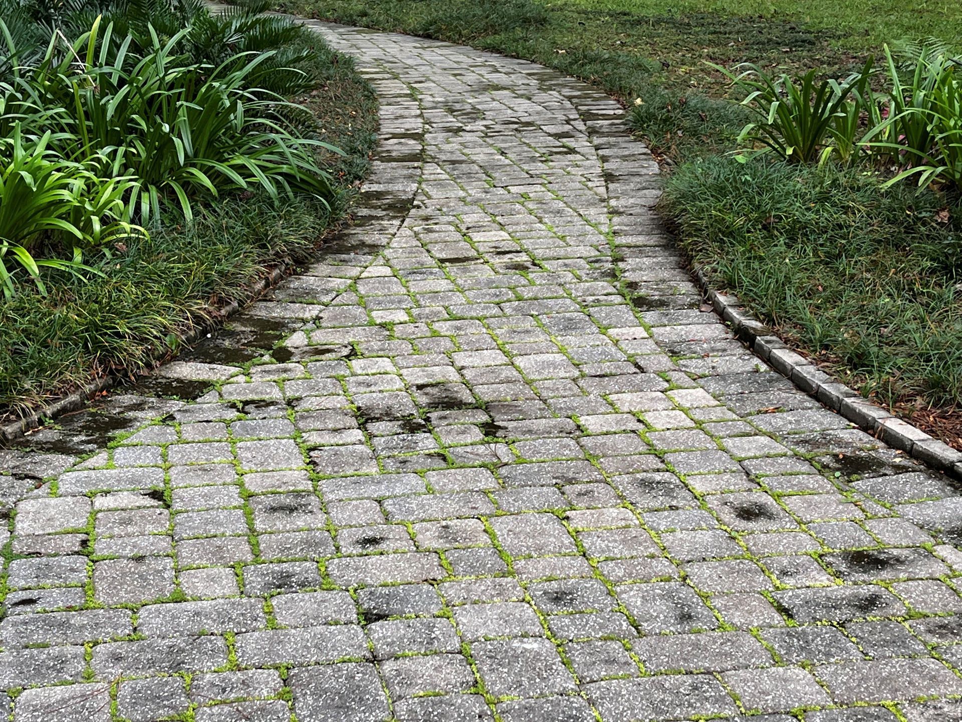 A brick walkway surrounded by grass and plants in a garden.