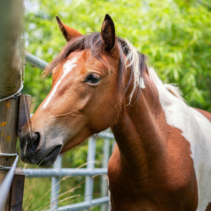 A brown and white horse is standing next to a fence.