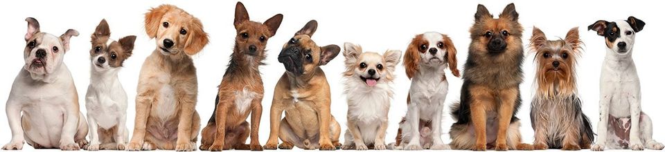 Different Breed of Dogs — Clarkston, MI — Clarkston Veterinary Clinic