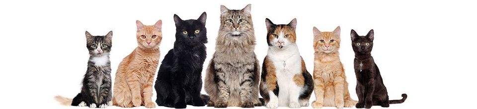 Different Breed of Cats — Clarkston, MI — Clarkston Veterinary Clinic