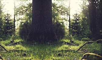 The sun is shining through the trees in the forest.