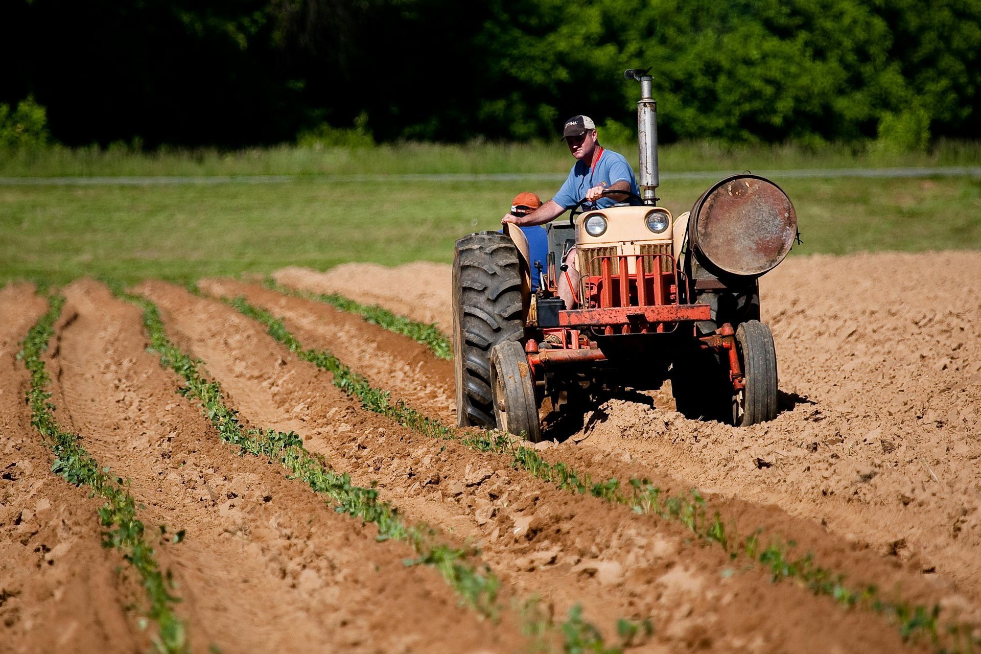 Un agricultor en un tractor naranja arando hileras en un campo, con cultivos jóvenes creciendo en el suelo.