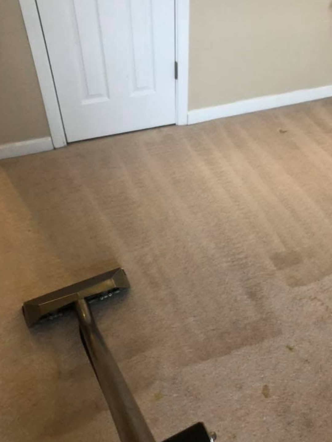 Carpet cleaning services near me in Cleveland, OH by Avenger Services