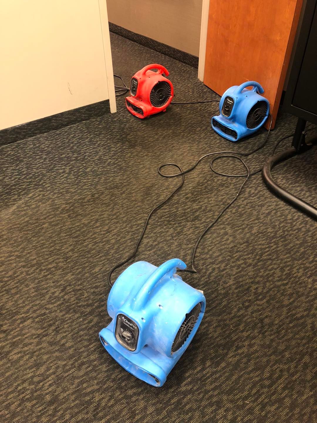 Three blue and red fans are sitting on a carpeted floor.