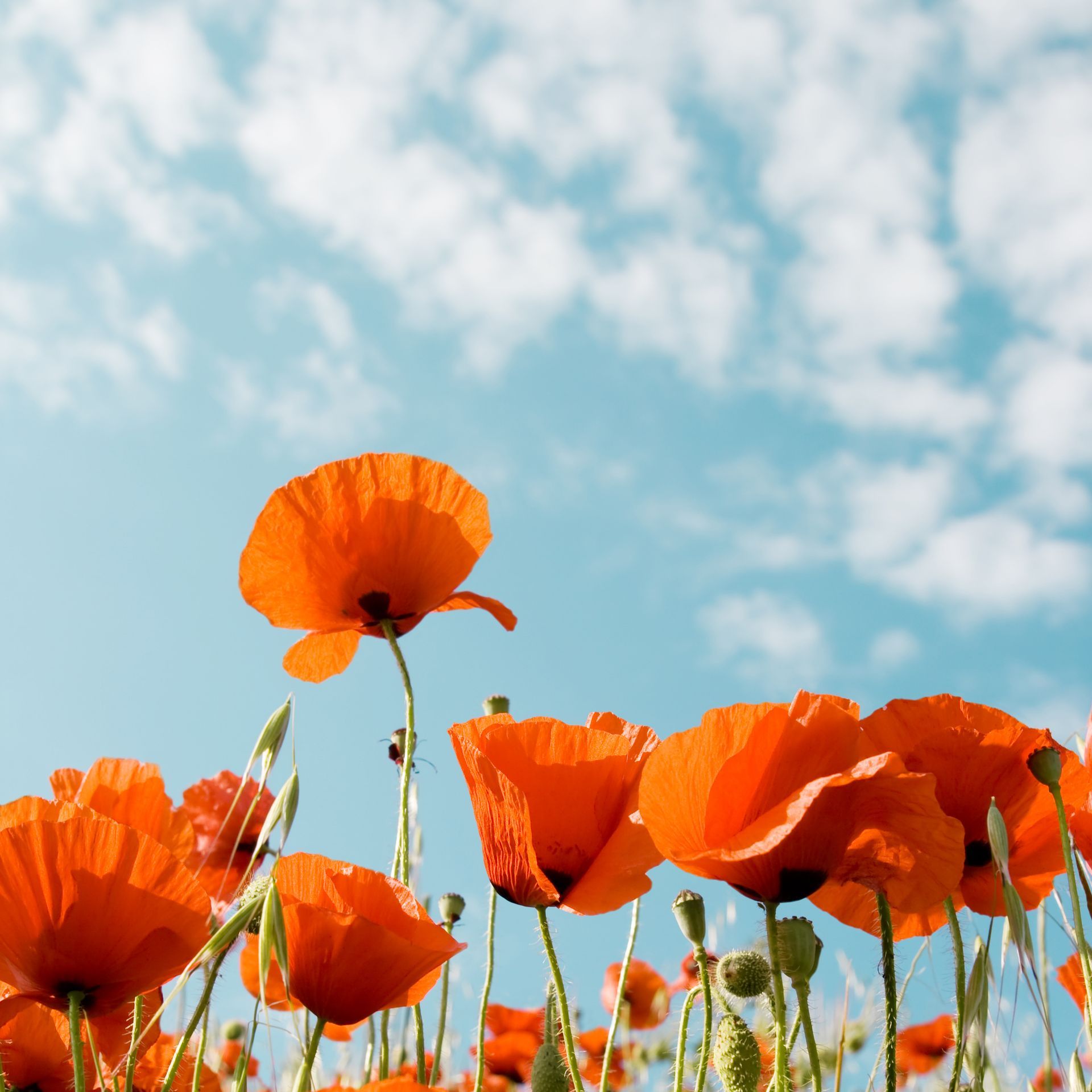 Bright orange poppies against a blue sky with fluffy white clouds.