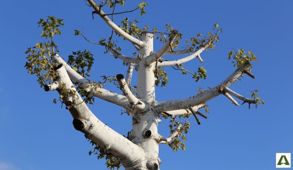 Contact us for tree trimming and pruning in Reading and throughout Berks County, PA