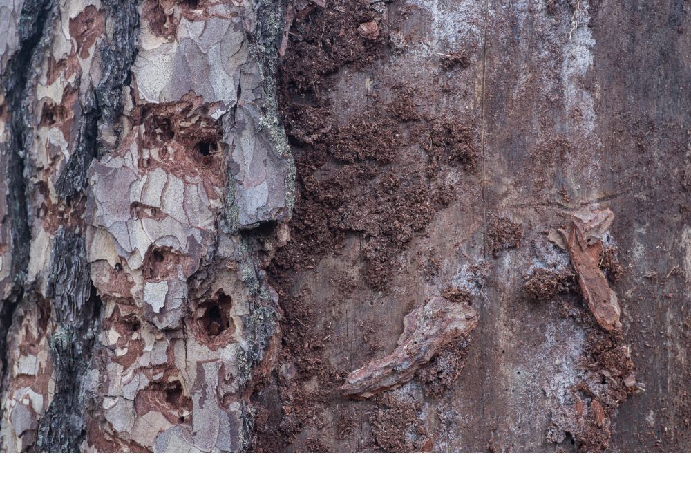 Contact us to treat diseased trees and shrubs in Reading, PA and Berks County.