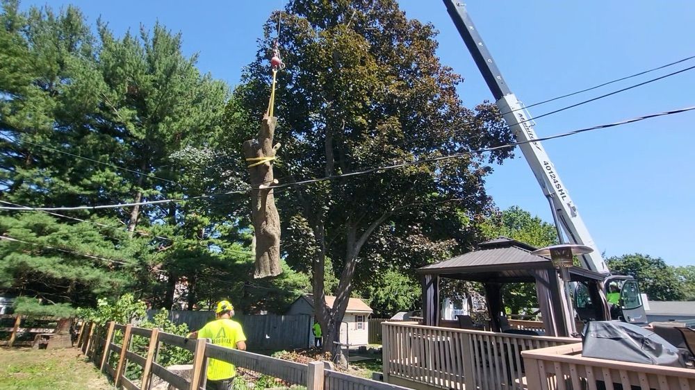 Large tree removal using a crane