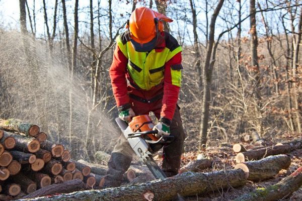 Cut your tree into firewood in Berks, Chester, Montgomery, Lancaster County