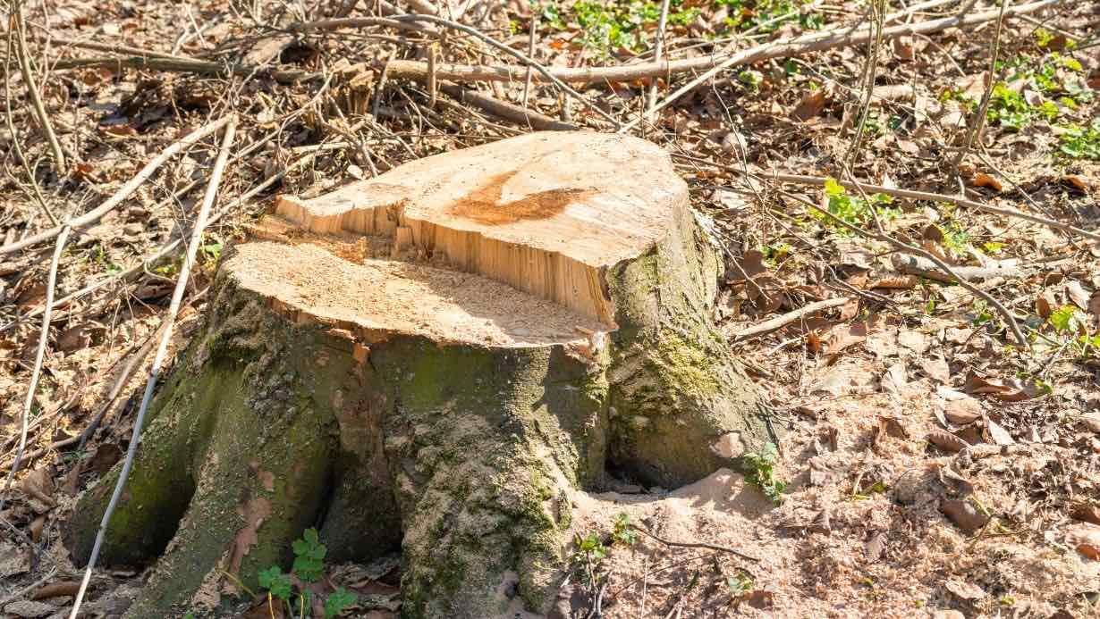 Removing a Tree on Your Own is a Bad Idea - Here's Why.