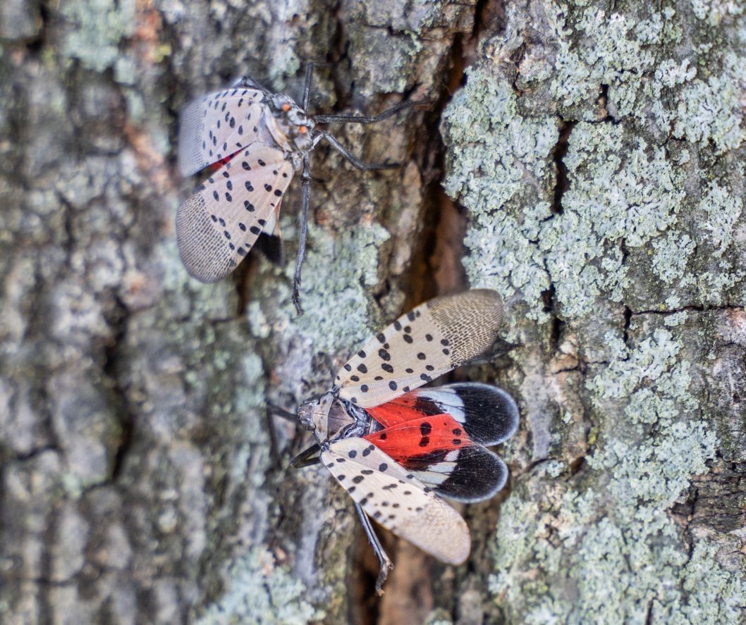Learn how to manage your trees to protect them against damage from the Spotted Lanternfly.