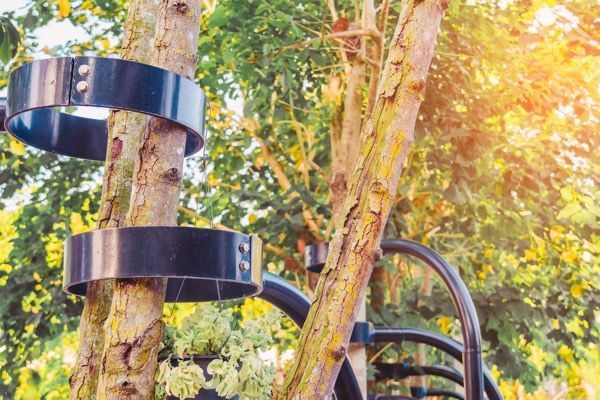 Tree Bracing and Cabling Services in Berks, Chester, Montgomery, Lancaster County