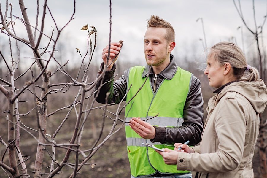 Tree and Brush Haul Away Service in Berks, Chester, Montgomery, Lancaster County