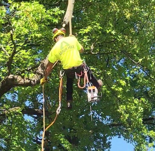 Tree Pruning and Tree Trimming in Berks, Chester, Montgomery, Lancaster County