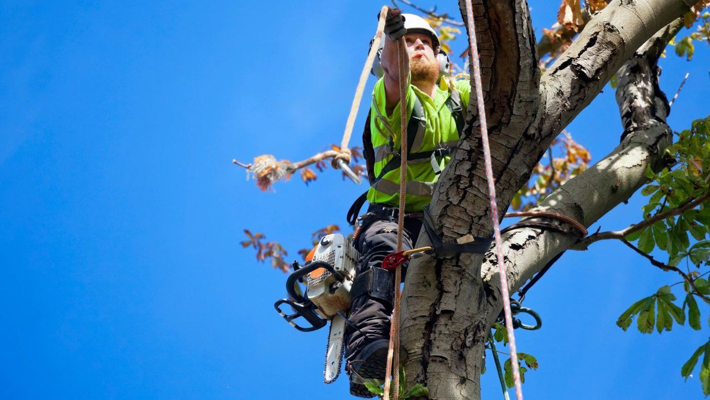 Residential and Commercial Tree Removal in in Berks, Chester, Montgomery, Lancaster County.