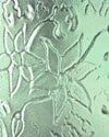 Flannel Flower — Glass cut-to-size Maitland in Rutherford, NSW