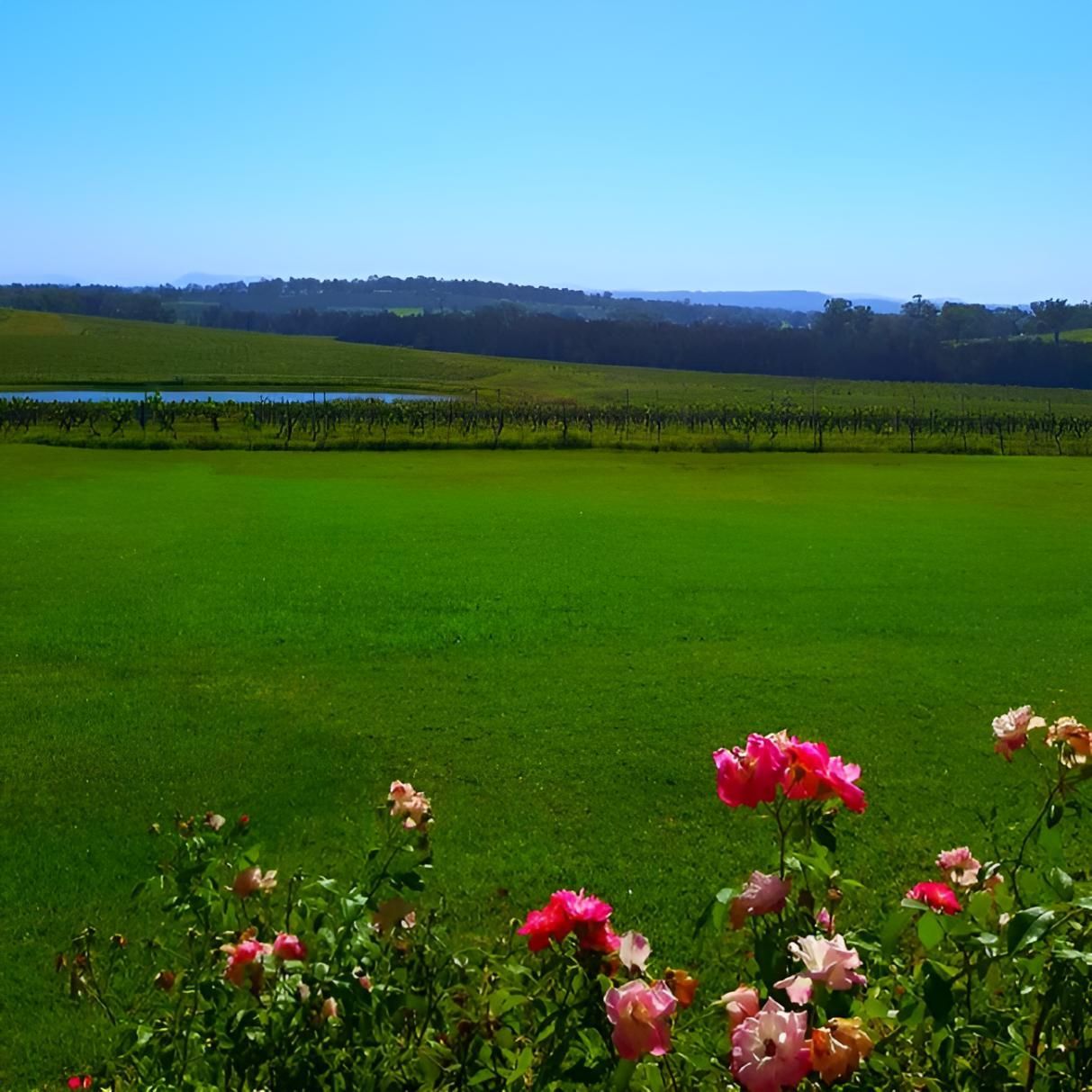 A Lush Green Field With Flowers In The Foreground — The Local Bloke Lawn & Garden Care In Warners Bay, NSW