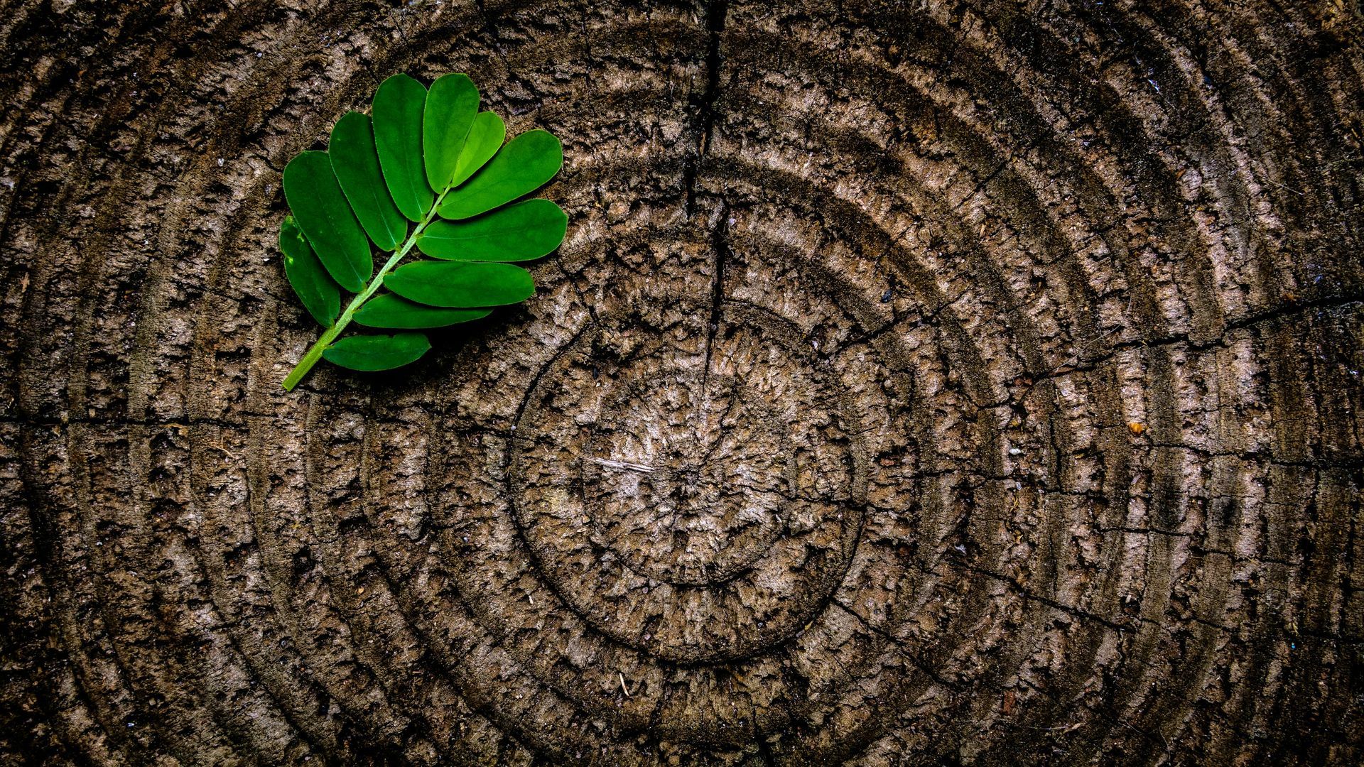 Green leaf resting on the rough, textured surface of a tree trunk with concentric rings.