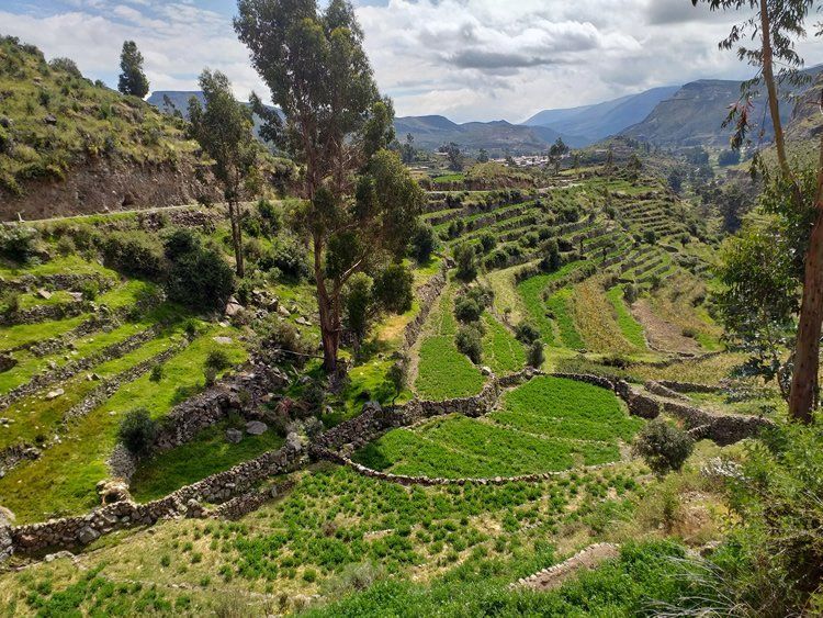 APU KUNTUR TRAVEL, Ayacucho.
