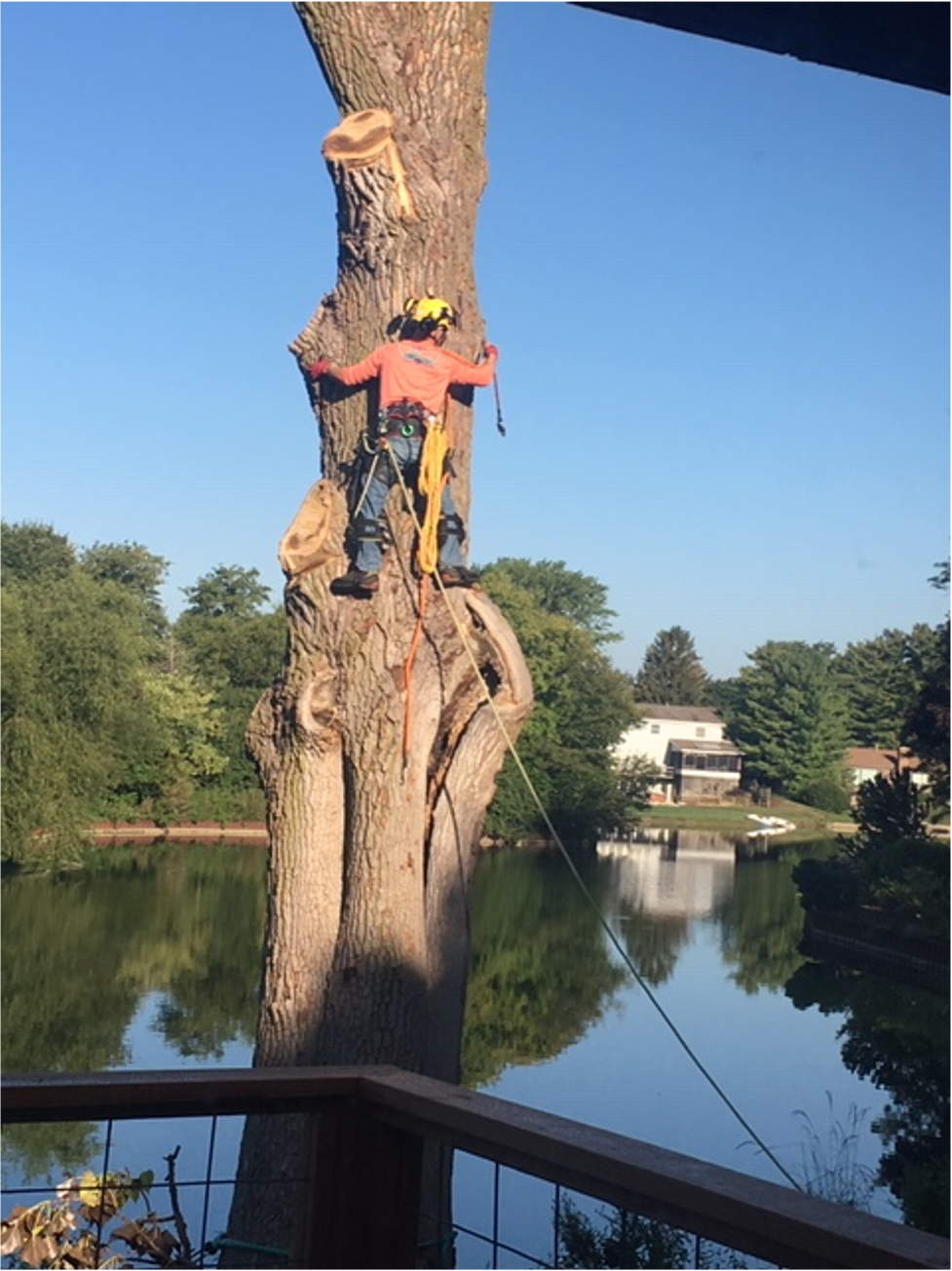 Monkey Business Tree Care Specialists provides professional tree services to the Lakeland area. From tree trimming to tree removal you can call us 24/7!