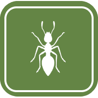 termite control | fayetteville, nc
