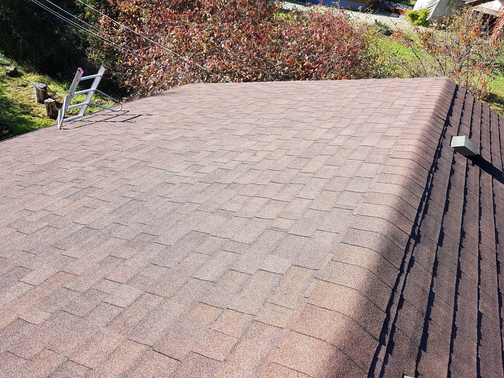 vancouver island moss removal