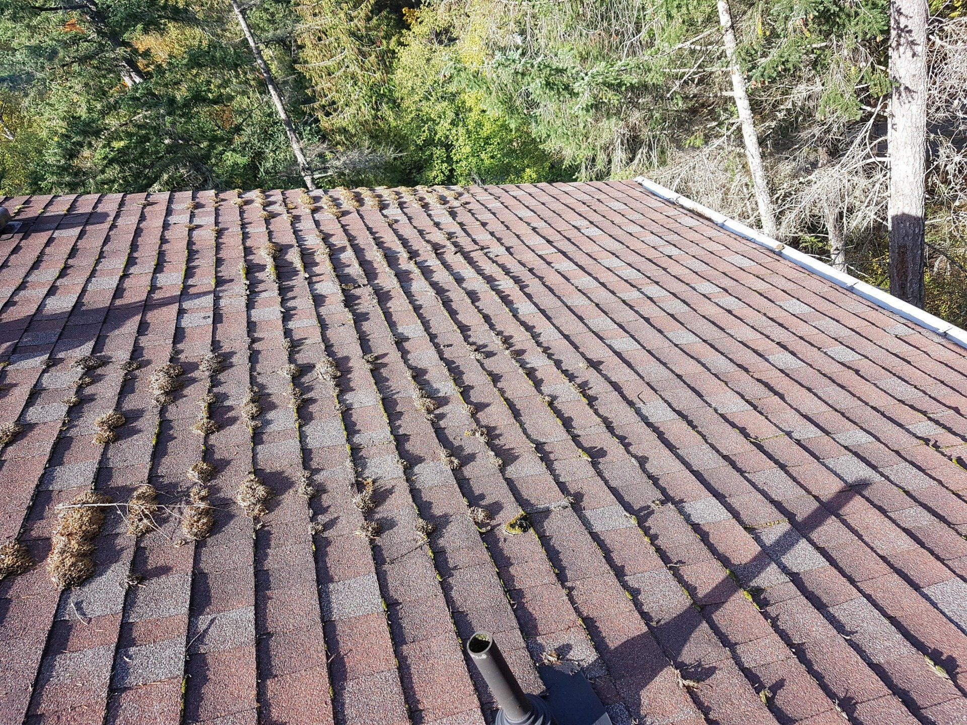 burnaby roof cleaning