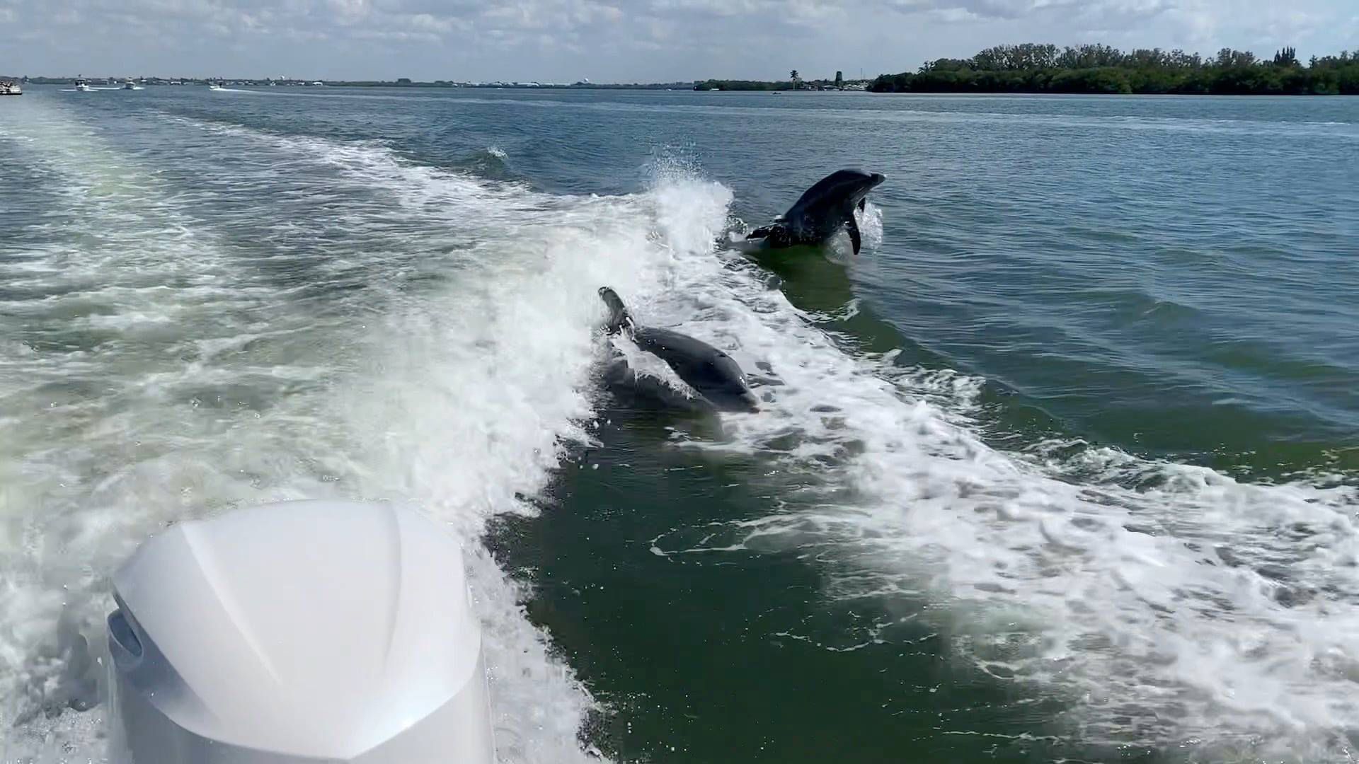 Two dolphins are jumping out of the water near a boat.