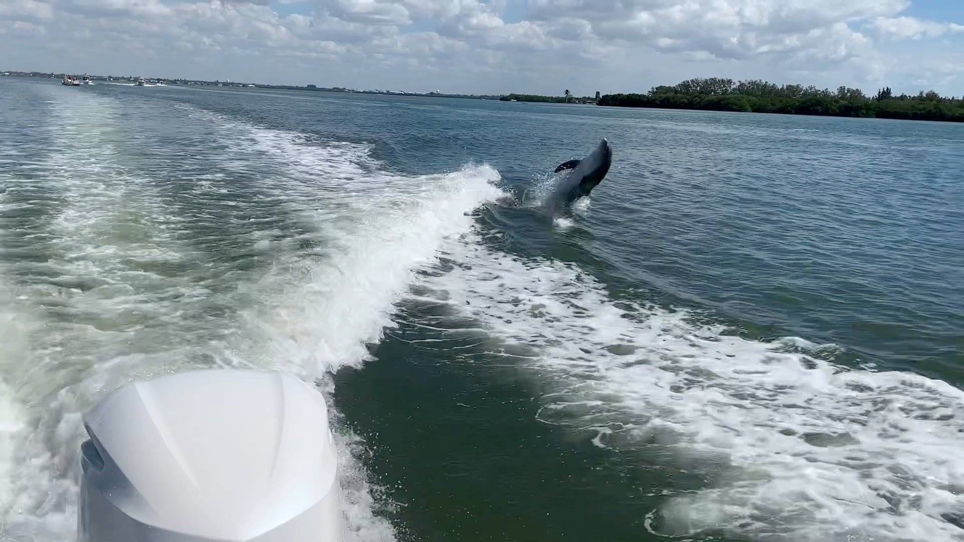 A dolphin is riding a wave on the back of a boat