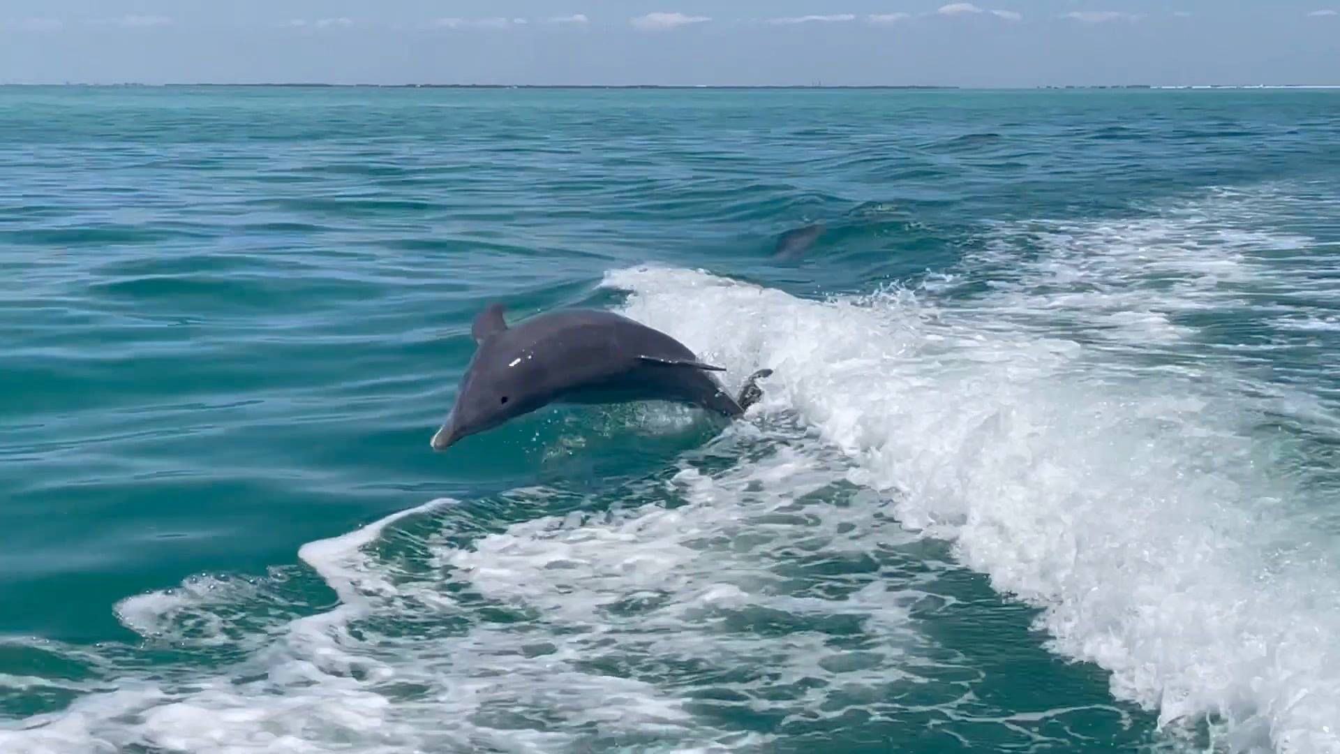 a dolphin jumping out of the ocean waters